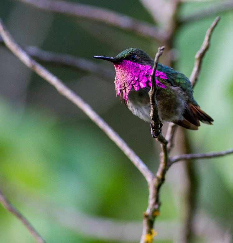 Wine-throated hummingbird Winethroated Hummingbird Birds of passage