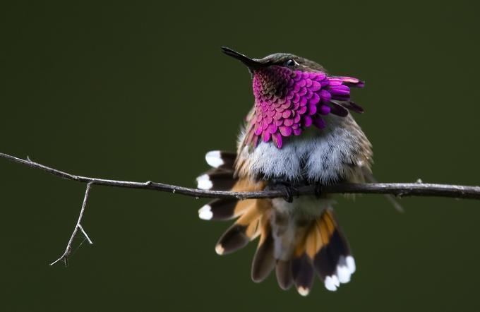 Wine-throated hummingbird httpsecomarghefileswordpresscom2014017131