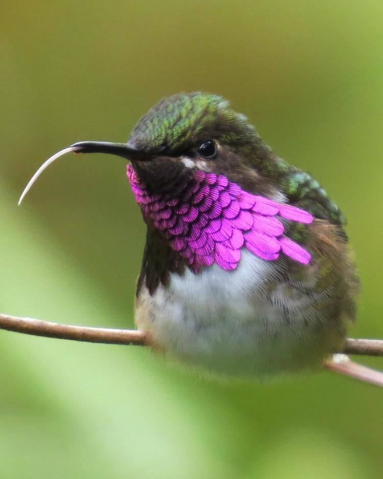 Wine-throated hummingbird BirdsEye Photography Review Photos