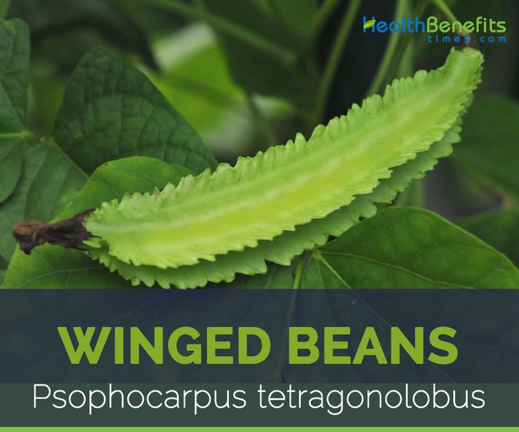 Winged bean Winged beans facts and health benefits