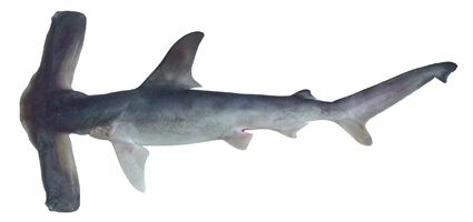 Winghead shark httpsuploadwikimediaorgwikipediacommons22