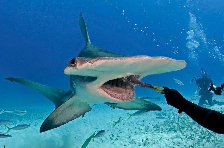 Winghead shark Winghead Shark feeding with diver Lazer Horse