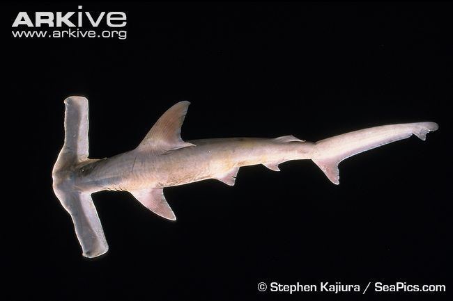 Winghead shark Winghead shark videos photos and facts Eusphyra blochii ARKive
