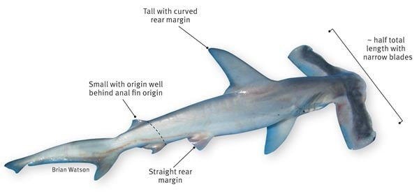 Winghead shark Winghead shark