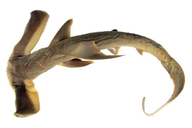 Winghead shark Eusphyra blochii