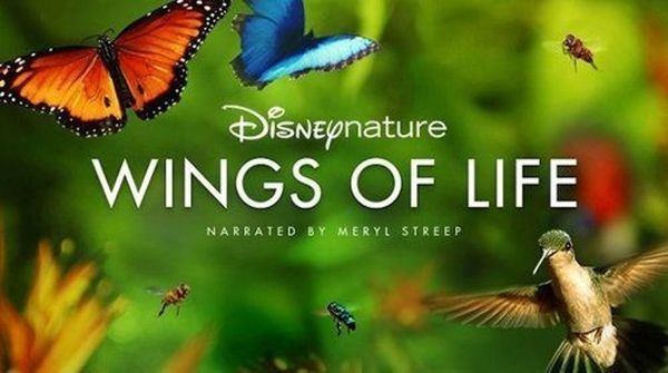 Wings of Life Disneynatures Wings of Life at the Landmark Midtown Art Cinema
