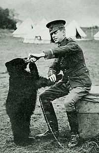 Winnipeg (bear) httpsuploadwikimediaorgwikipediacommonsthu