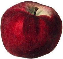Winston (apple) httpsuploadwikimediaorgwikipediacommonsthu