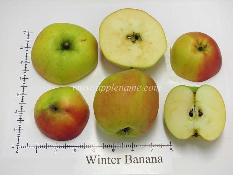 Winter Banana (apple) wwworangepippincomopimagesashxiwinterbanana