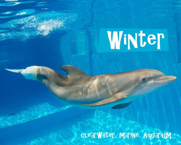 Winter (dolphin) hoopmansciencepbworkscomf1391735394winterjpg