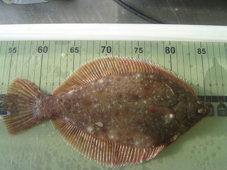 Winter flounder - Alchetron, The Free Social Encyclopedia