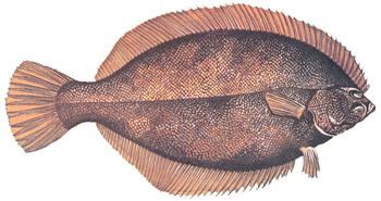 Winter flounder Flounder