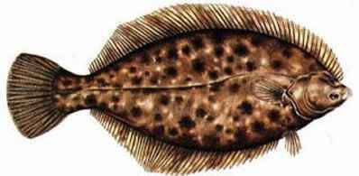 Winter flounder Winter Flounder general information reproduction habitat food
