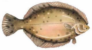 Winter flounder Winter Flounder