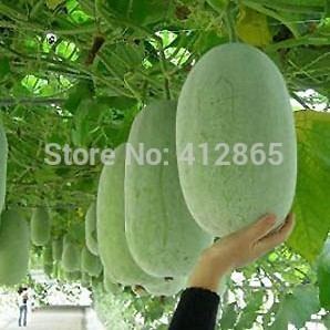Winter melon Online Buy Wholesale winter melon seeds from China winter melon