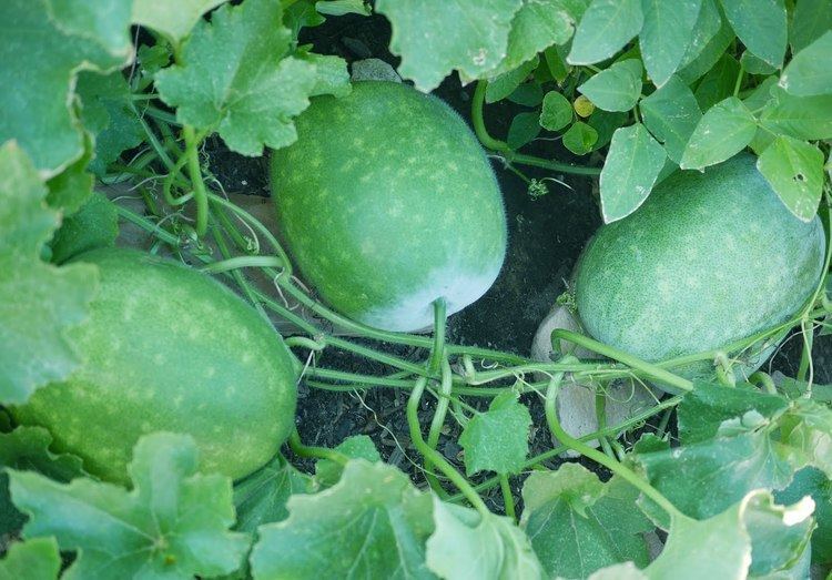 Winter melon Winter Melon Health Benefits Nutrition Uses and Calories