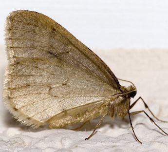 Winter moth Pest ControlStrategies for Identifying and Controlling Winter Moth