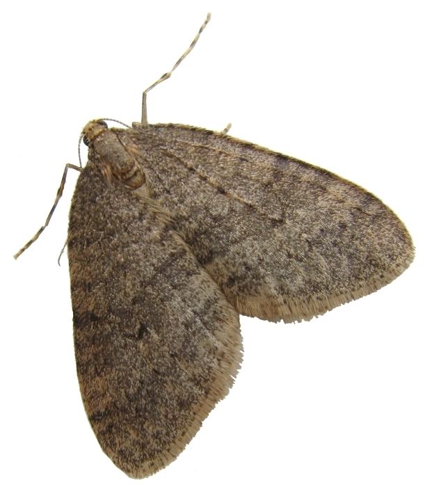 Winter moth Wintermoth genome