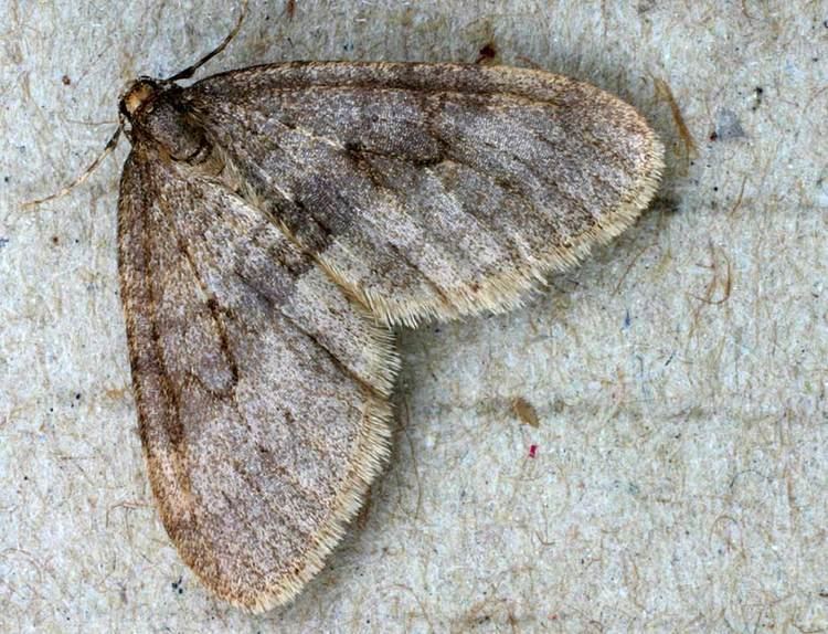 Winter moth Winter moth Wikipedia