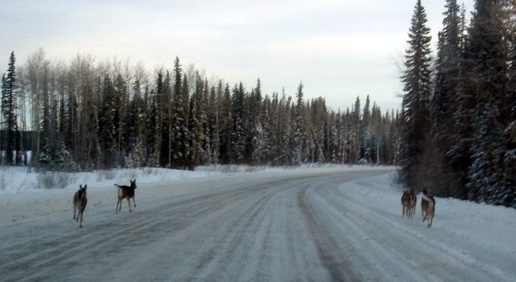 Winter road httpsuploadwikimediaorgwikipediacommons77