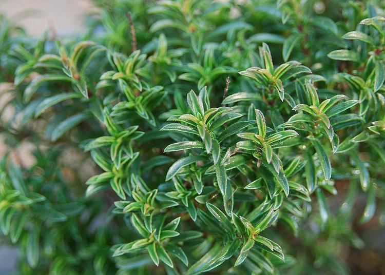 Winter savory What to do with winter savory The Garden Deli