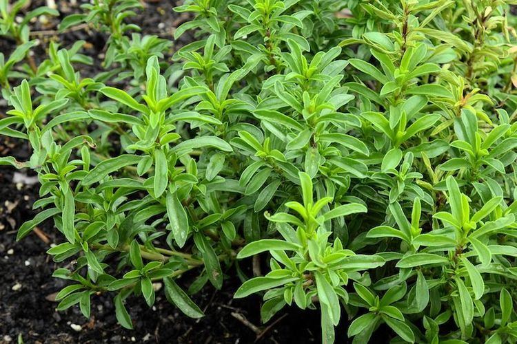 Winter savory 10 images about Winter Savory on Pinterest Montana Stew and Nymphs