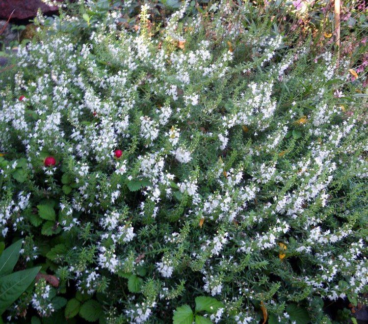 Winter savory Winter Savory An excellent addition to your Edible Landscape