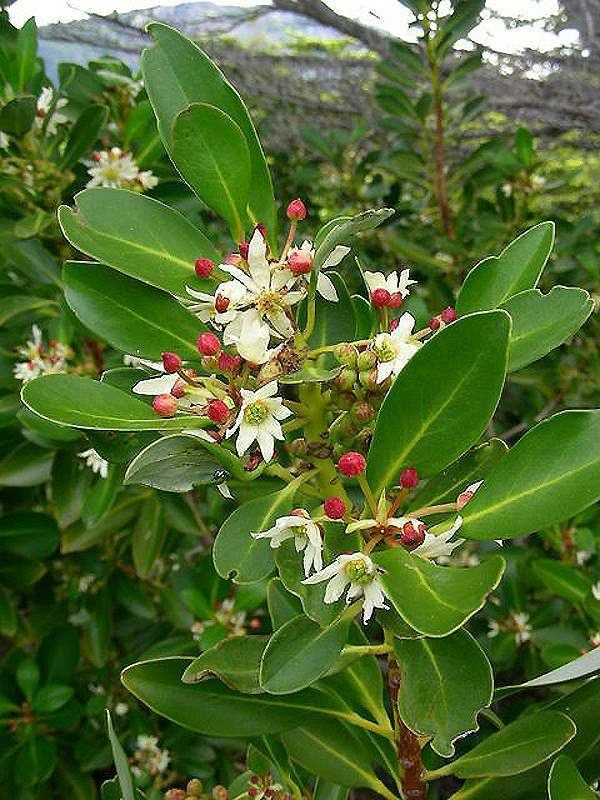 Winteraceae Neotropical Winteraceae Neotropikey from Kew