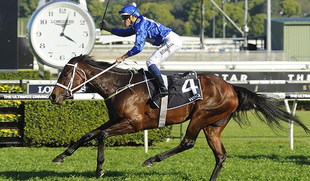 Winx (horse) Winx not favoured to scale Everest RACINGCOM