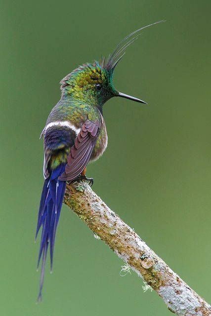 Wire-crested thorntail 78 Best images about Beautiful Wirecrested Thorntail Hummingbird