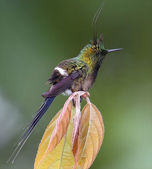 Wire-crested thorntail 78 Best images about Beautiful Wirecrested Thorntail Hummingbird