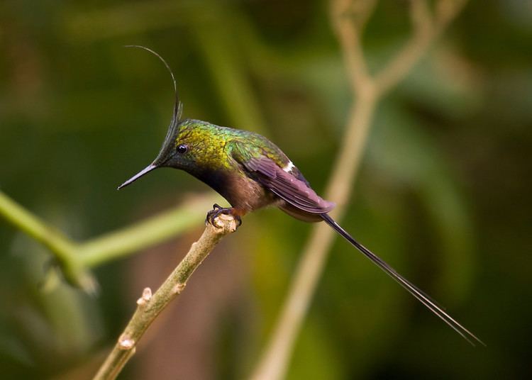 Wire-crested thorntail Sapayoa Ecuador Bird Photos Photo Keywords discosura popelairii