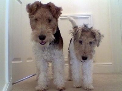Wire Fox Terrier Wire Fox Terrier Dog Breed Information and Pictures