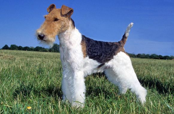Wire Fox Terrier Wire Fox Terrier Breed Guide Learn about the Wire Fox Terrier