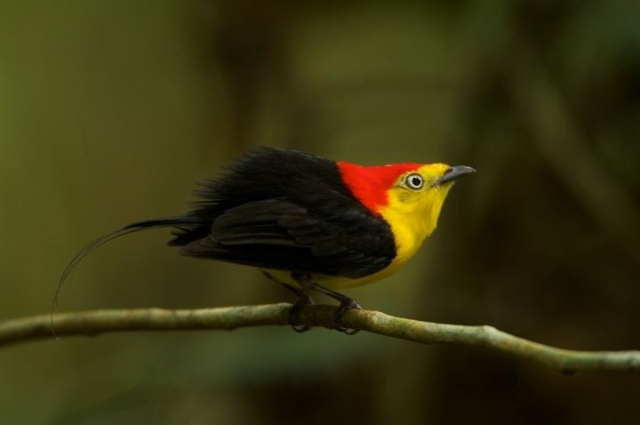 Wire-tailed manakin Wiretailed Manakin Species Account Species Accounts Singing Wings