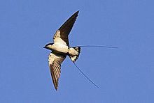 Wire-tailed swallow httpsuploadwikimediaorgwikipediacommonsthu