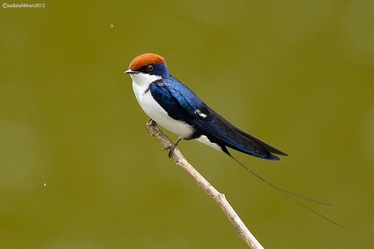Wire-tailed swallow Wiretailed Swallow