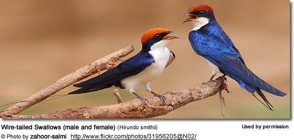Wire-tailed swallow Wiretailed Swallows Hirundo smithii