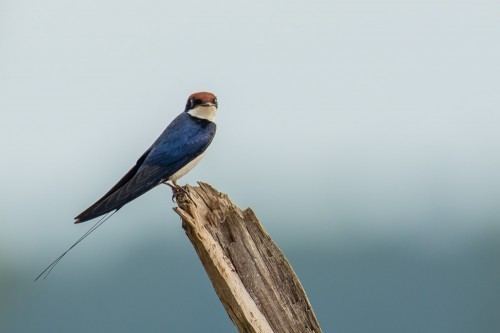 Wire-tailed swallow Wiretailed Swallow Krishna Mohan Photography