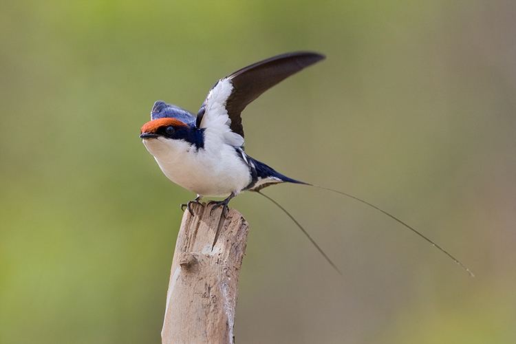 Wire-tailed swallow Frequent Visitors Wire Tailed Swallows Pugdundee Safaris Blog