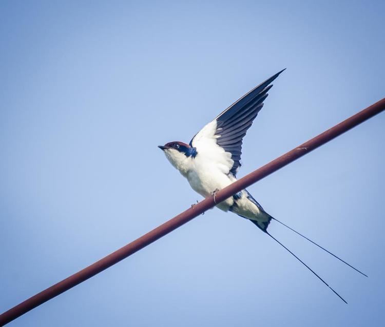 Wire-tailed swallow Wiretailed Swallow BirdsIITK