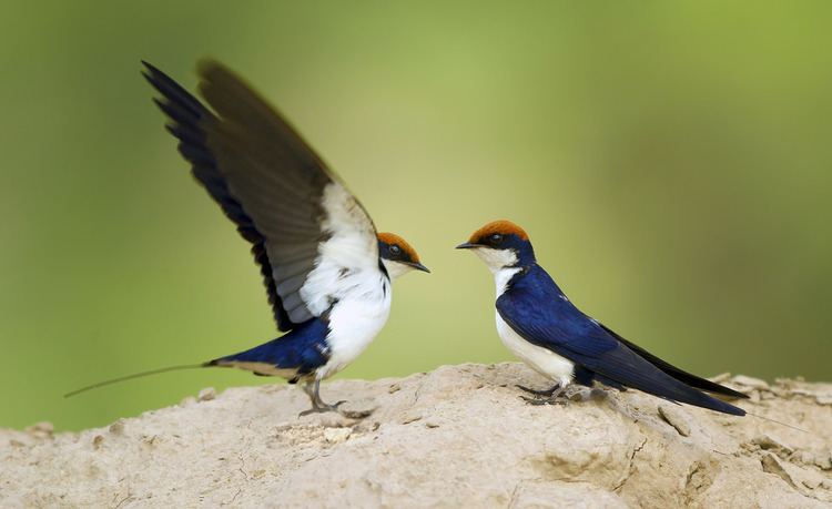 Wire-tailed swallow Wire Tailed Swallow Wire Tailed Swallow Wasif Yaqeen Flickr