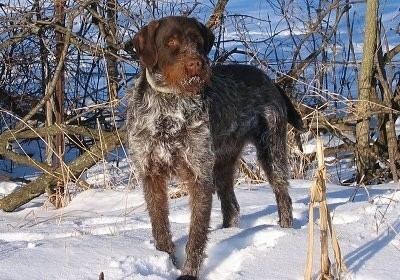Wirehaired Pointing Griffon Wirehaired Pointing Griffon Dog Breed Information and Pictures
