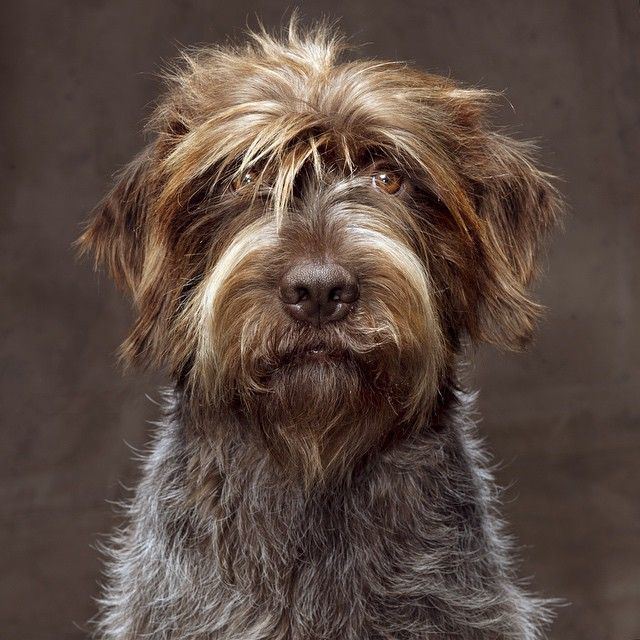 Wirehaired Pointing Griffon 1000 ideas about Wirehaired Pointing Griffon .....