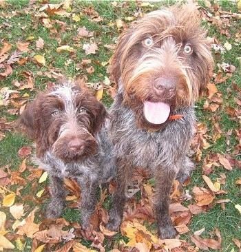 Wirehaired Pointing Griffon Wirehaired Pointing Griffon Dog Breed Information and Pictures