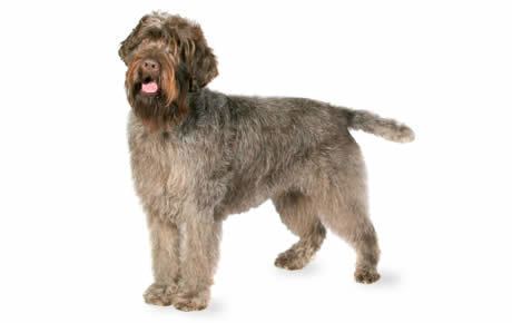 Wirehaired Pointing Griffon Wirehaired Pointer Griffon Dog Breed Information Pictures