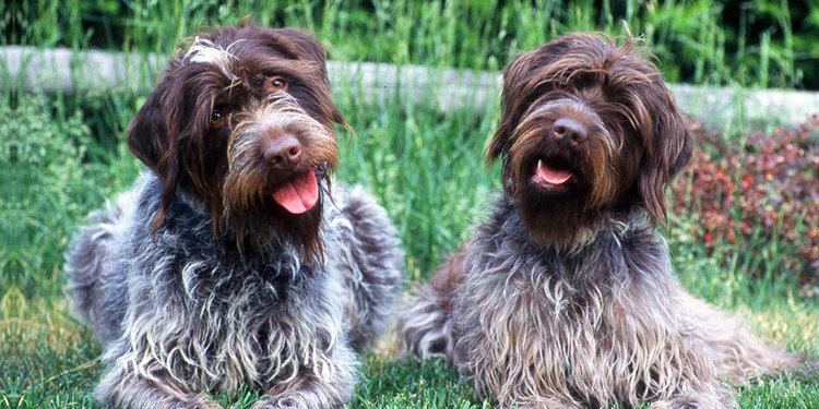 Wirehaired Pointing Griffon Wirehaired Pointing Griffon Information Characteristics Facts Names