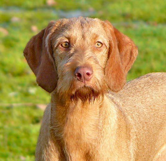 Wirehaired Vizsla Wirehaired Vizsla Know about Temperament HealthTrainingNames