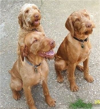 Wirehaired Vizsla Wirehaired Vizsla Dog Breed Information and Pictures