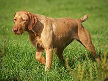 Wirehaired Vizsla httpsuploadwikimediaorgwikipediacommonsthu